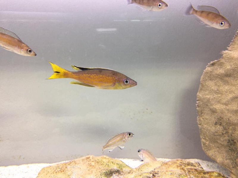 Cyprichromis microlepidotus 'Kibige Island'